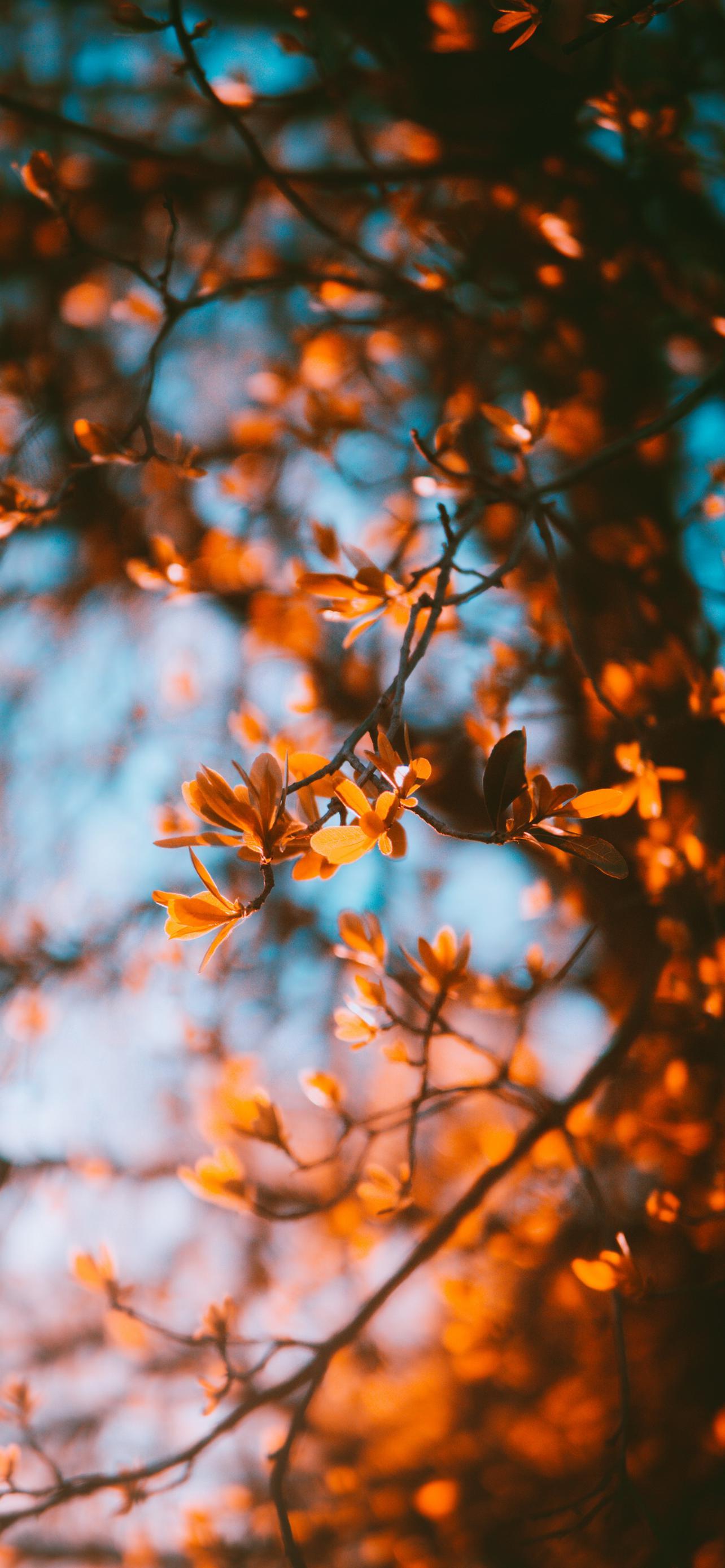 1284x2778  Обои для телефона зеленые обои фоны сплошные цвета парные обои айфон  евангелион обои на телефон обои в 2023 г | Обои фоны, Зеленые обои, Обои  для iphone