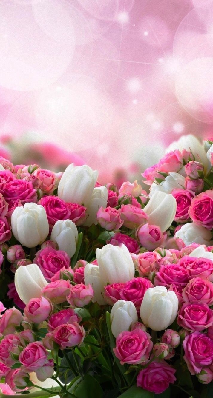 713x1334  Обои wallpaper iPhone flowers | Pretty flowers, Beautiful flowers,  Beautiful rose flowers
