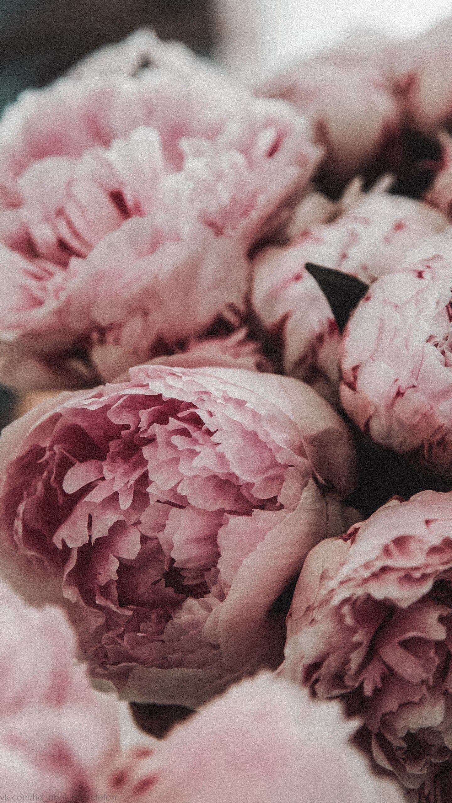 1440x2560  Обои | Цветы | Пионы | Flowers nature, Flower phone wallpaper, Peony  wallpaper