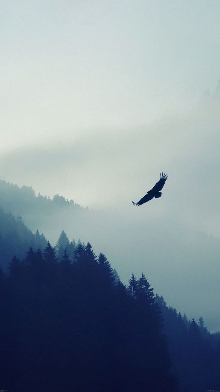 736x1308  Орел Маунтин Муха | Обои для Iphone, Обои для Iphone 6, Обои с орлом
