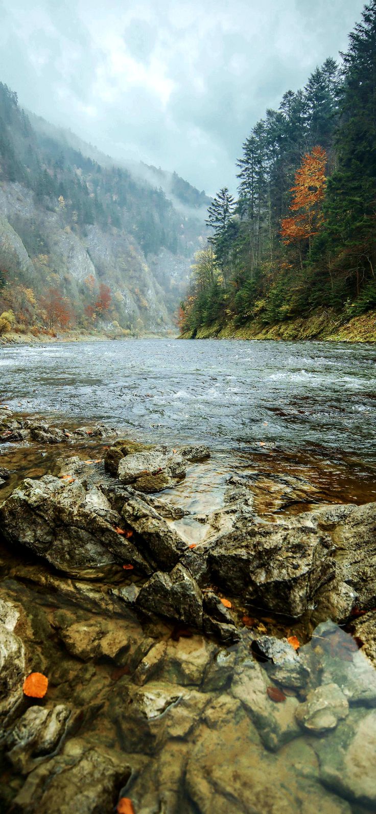 736x1592  Обои на Телефон | Nature wallpaper, Phone wallpaper, Wallpaper