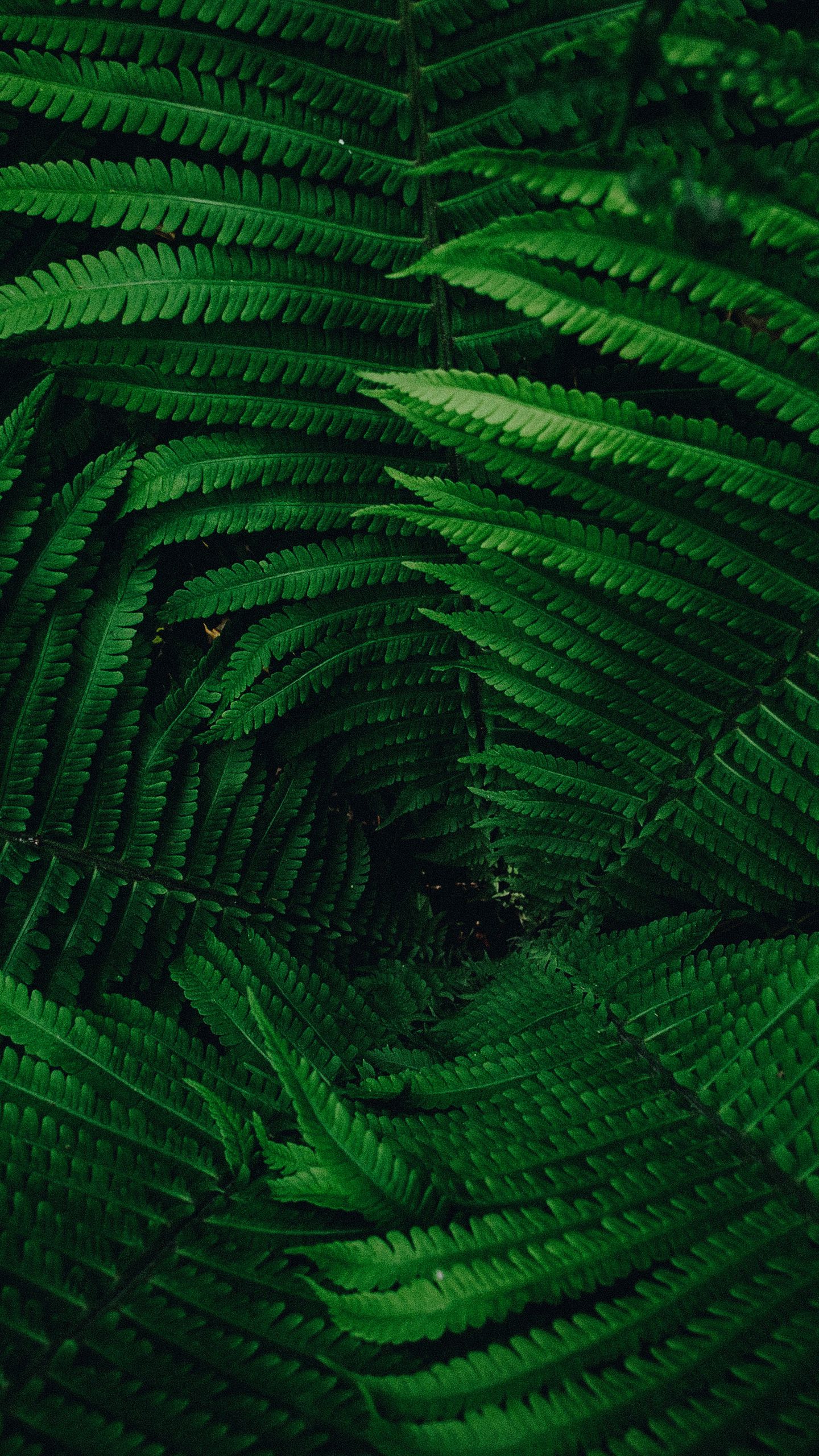 1440x2560  Скачать 1440x2560 растение, листья, зеленый обои, картинки qhd samsung galaxy s6, s7, Edge, note, lg g4