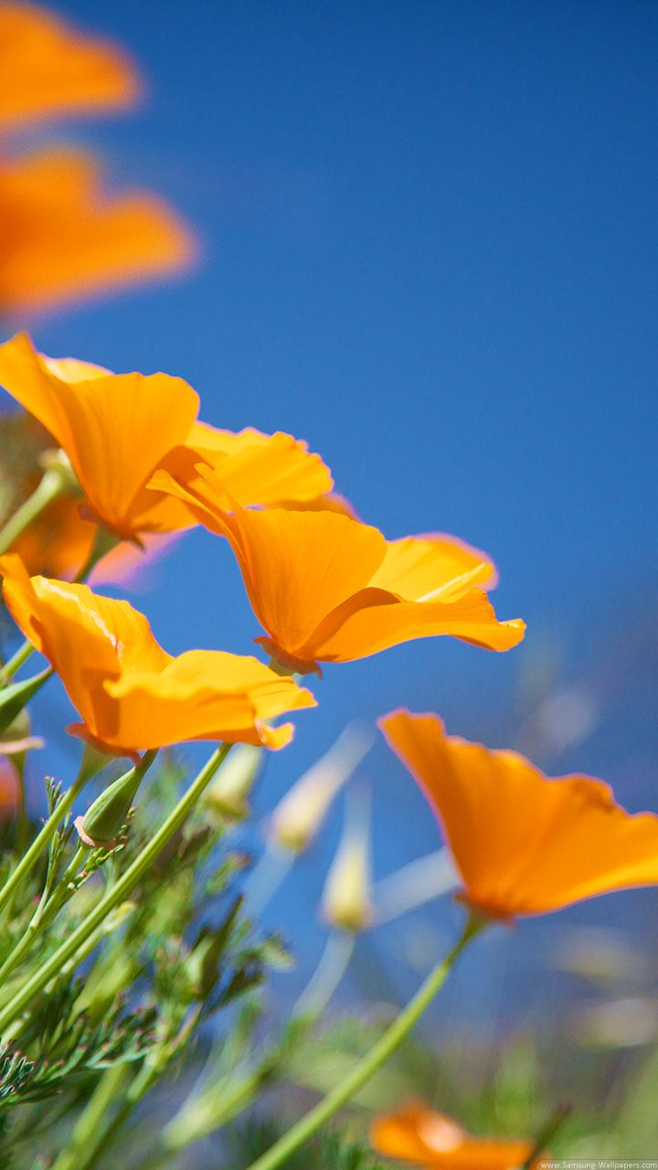 720x1280  Samsung Galaxy S3 Обои HD 1080p - Обои Пещера