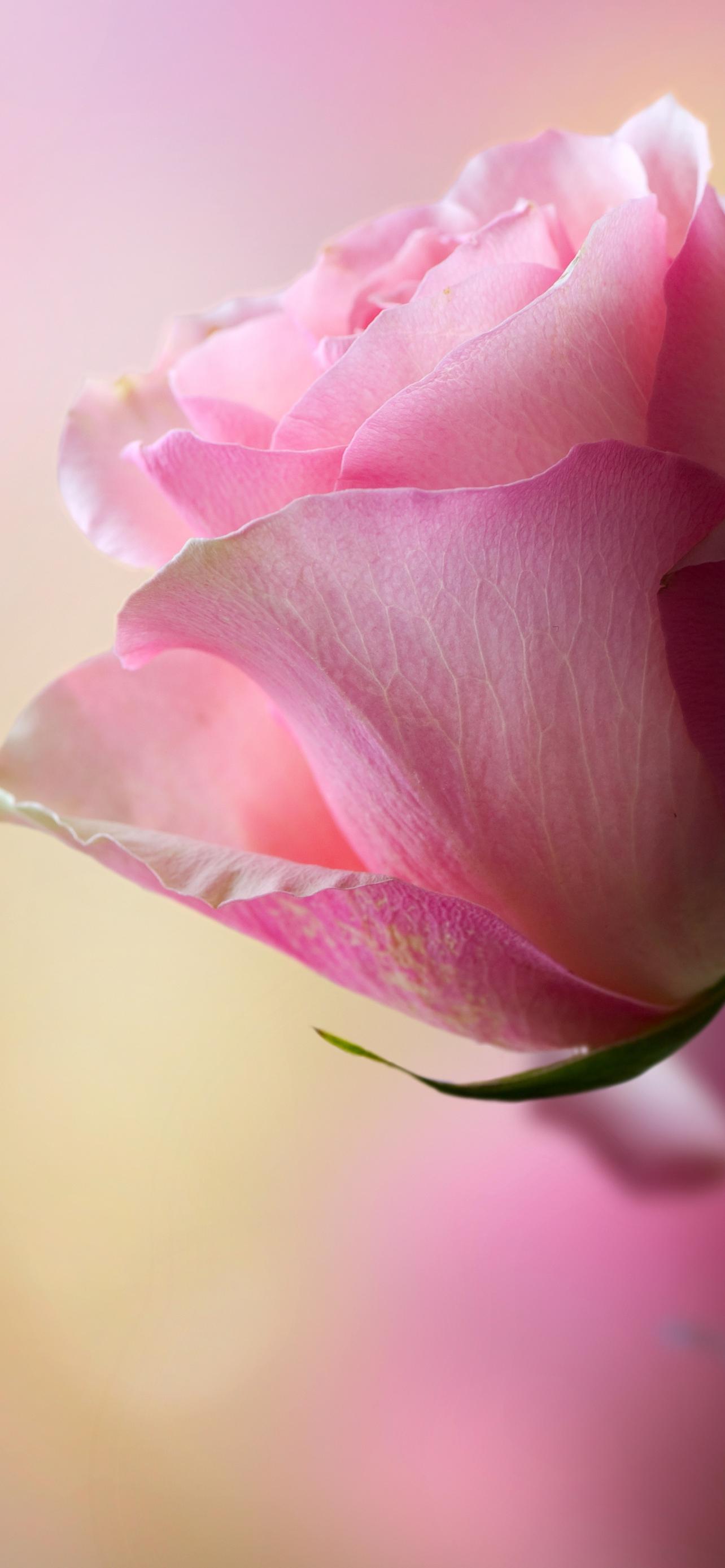 1284x2778  480x854 обои на телефон [22+ изображений]