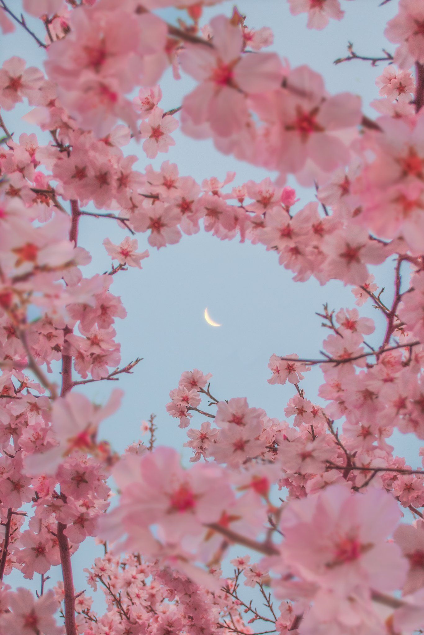 1366x2048  Идеи на тему «ВЕСНА Обои для Android и iOS» (190) | цветочные фоны, обои,  абстрактное