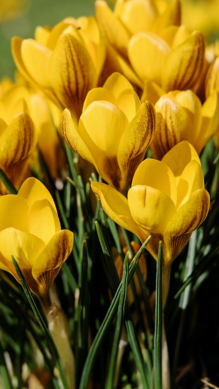 720x1280  720x1280 Обои подснежники, желтый, весна | Android wallpaper, Yellow  wallpaper, Yellow crocus