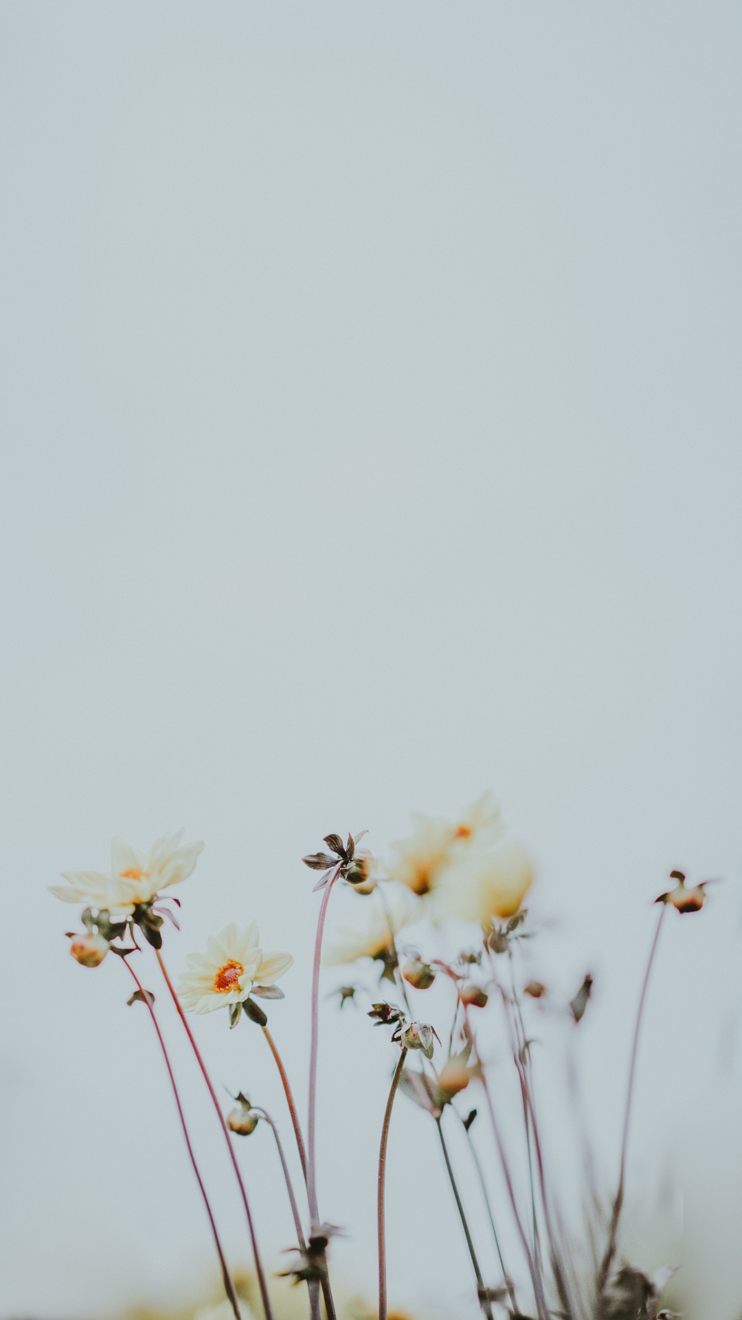 1080x1920  Весна обои для Андроид Full HD, лучшие 1080x1920 заставки на телефон |  Akspic