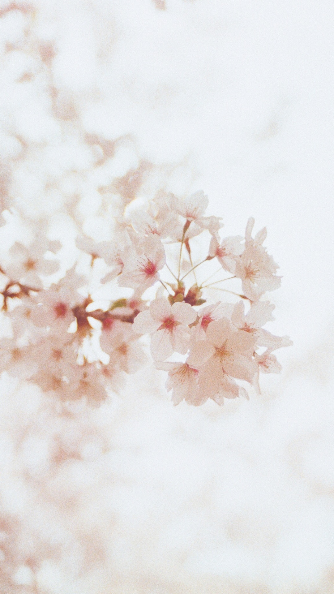 1080x1920  Весна обои для Андроид Full HD, лучшие 1080x1920 заставки на телефон |  Akspic