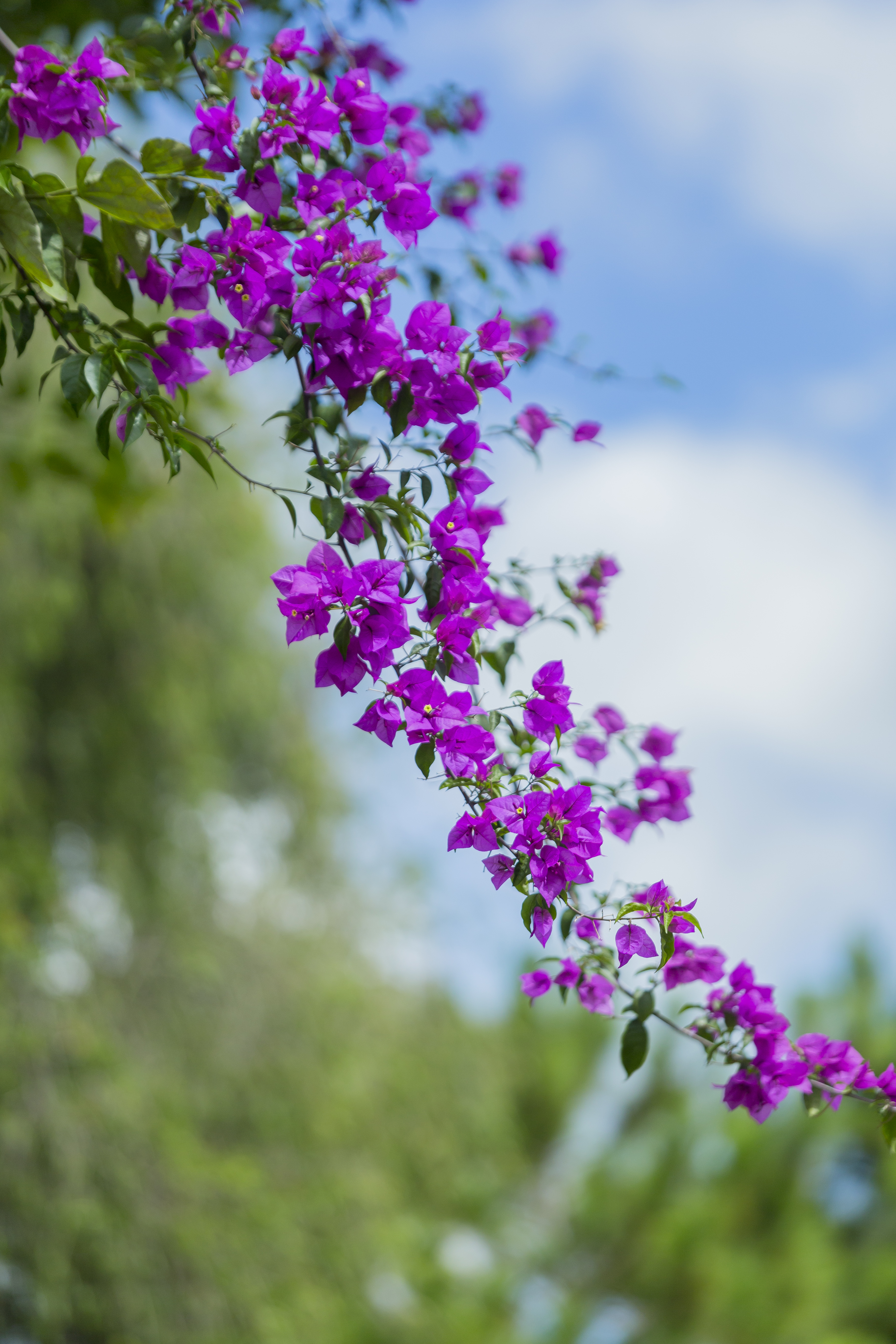 3648x5472  Download \"Flower\" wallpapers for mobile phone, free \"Flower\" HD pictures