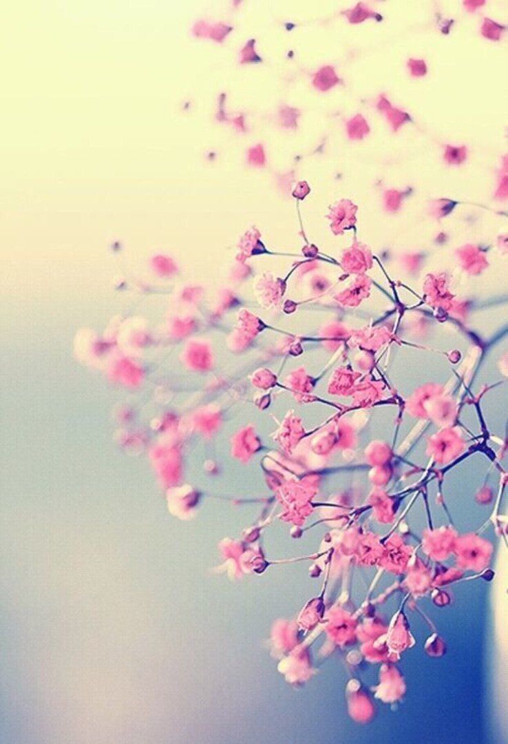 738x1080  Обои для айфон картинки на телефон андроид фоны | Pink blossom, Pink  flowers, Cute wallpaper for phone