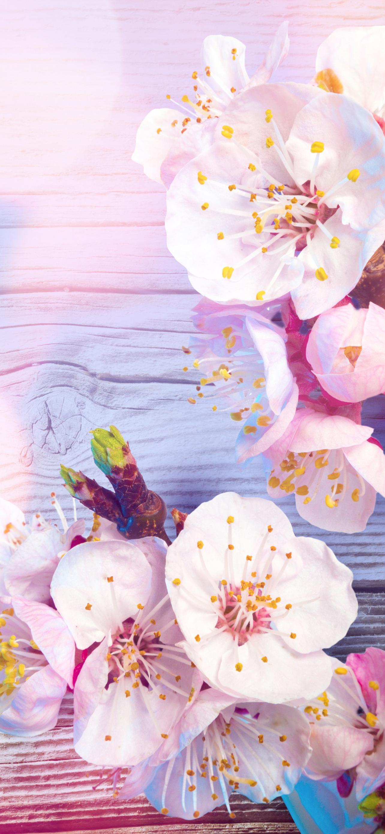 1284x2778  Цветы весна обои на телефон [25+ изображений]