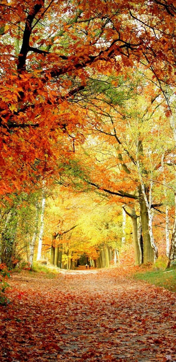 720x1480  Крутые обои на телефон HD Wallpapers – скачать приложение для Android –  Каталог RuStore