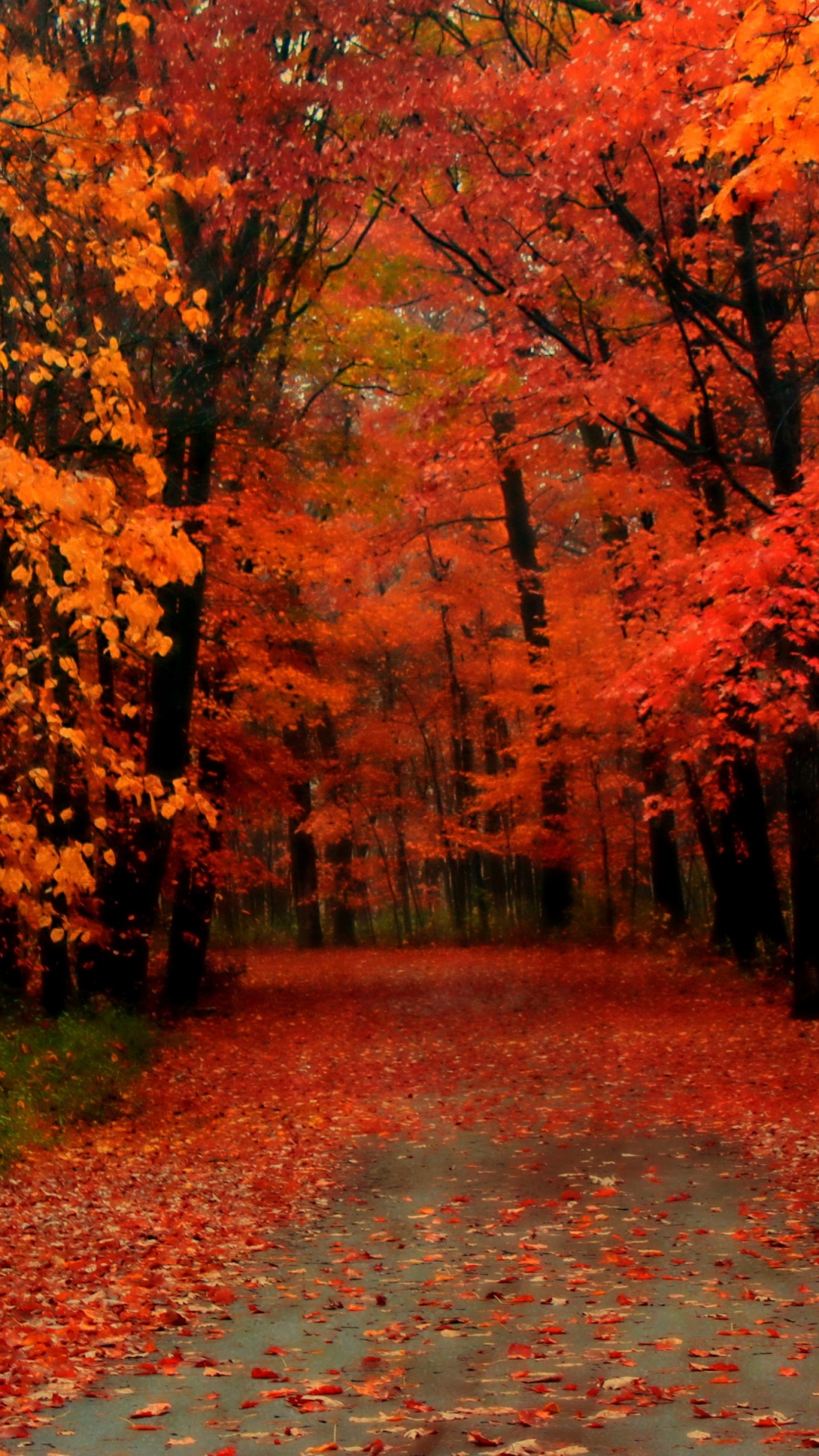 1080x1920  Обои осень, дерево, лист, природа, листопадные на телефон Android,  1080x1920 картинки и фото бесплатно