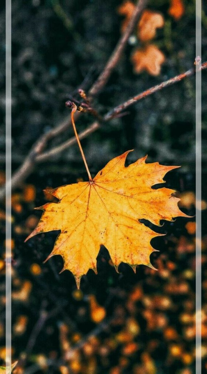 700x1260  Осень обои на телефон [19+ изображений]