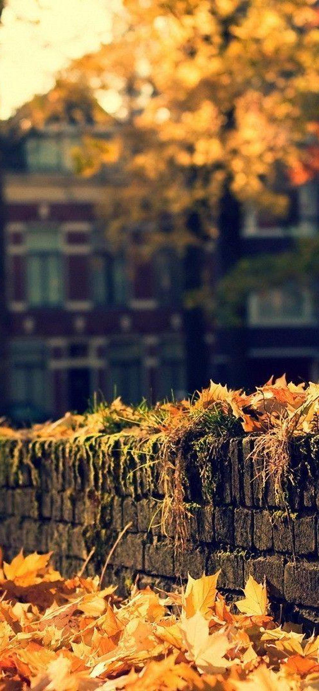 1284x2778  Заставка на телефон осень - 69 фото