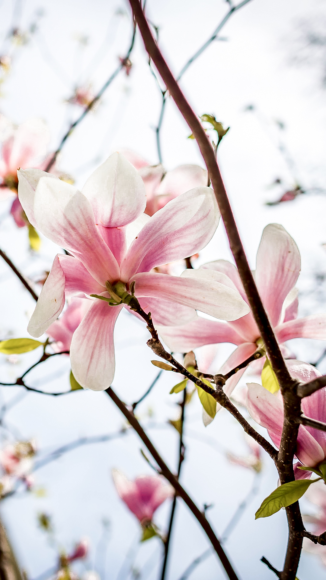 1080x1920  Пейзажные обои на телефон и Пк с тематикой природы Крыма