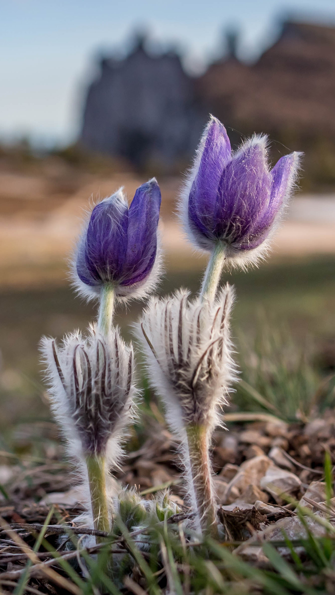 1080x1920  Пейзажные обои на телефон и Пк с тематикой природы Крыма