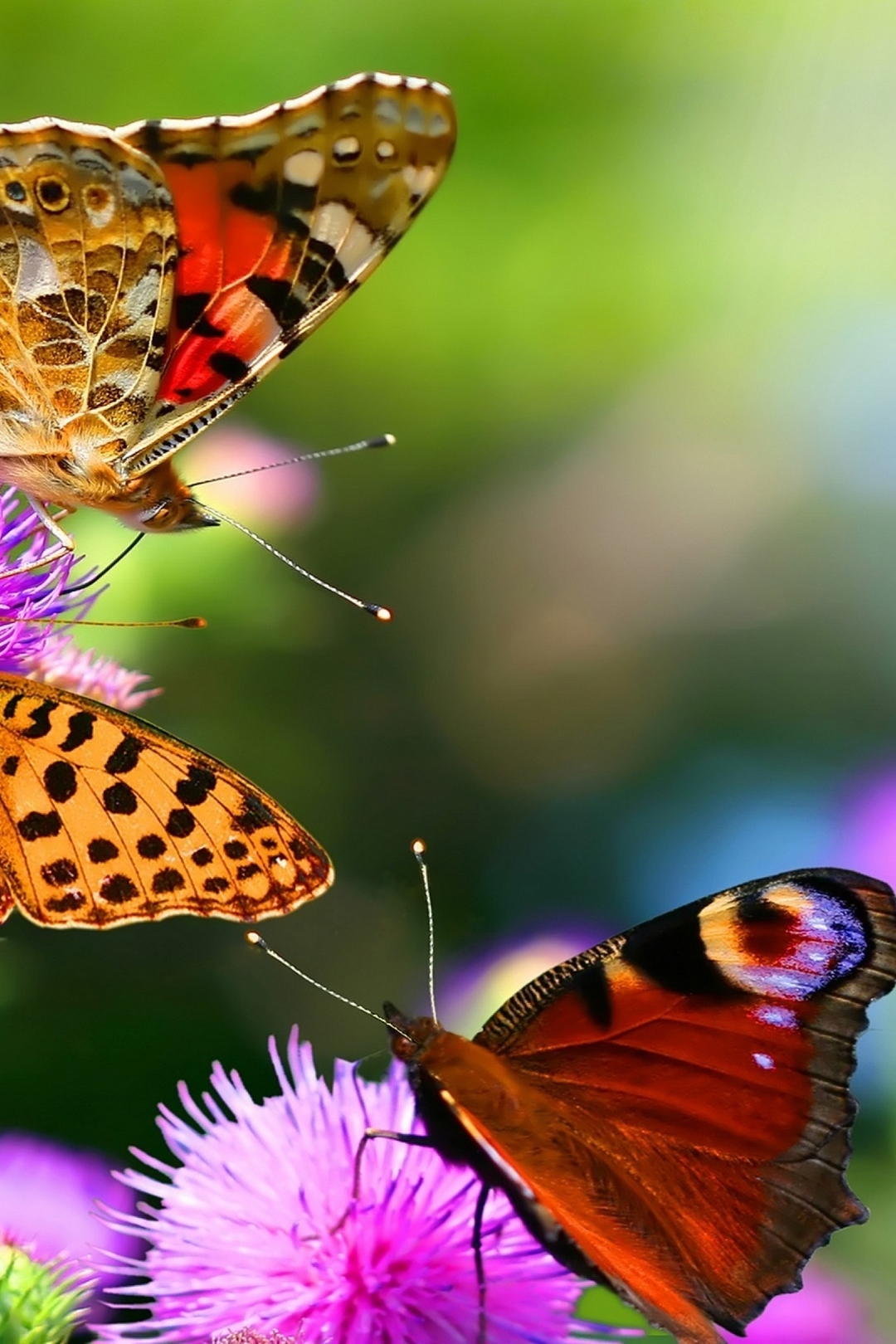 1080x1620  Скачать обои и картинки бабочки, крылья, усики, чертополох, цветки,  растение для рабочего стола в разрешении 1080x1620