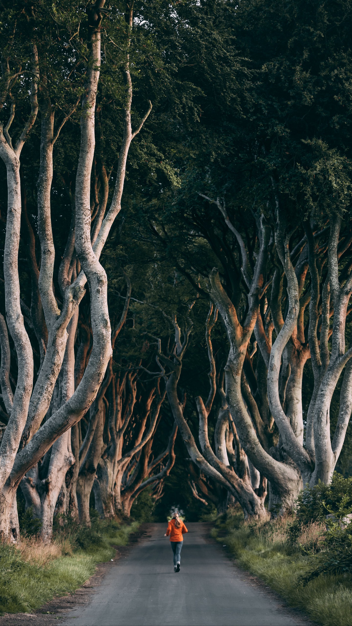 1440x2560  Обои на телефон деревья, дорожка, человек, бег, аллея - скачать бесплатно в  высоком качестве из категории \"Разное\"