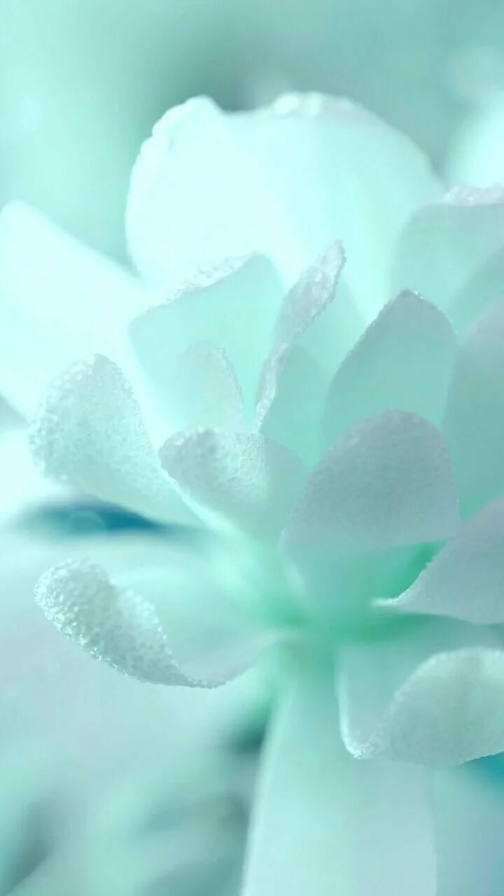 720x1280  Бирюзовые обои на айфон - 70 фото