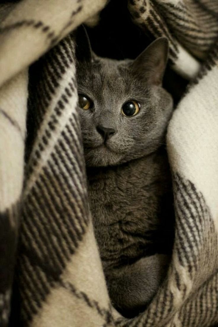 736x1104  Британский кот - 69 фото