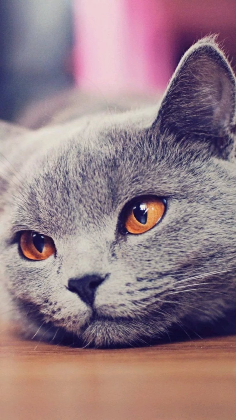 750x1334  Заставки на телефон котики - 72 фото