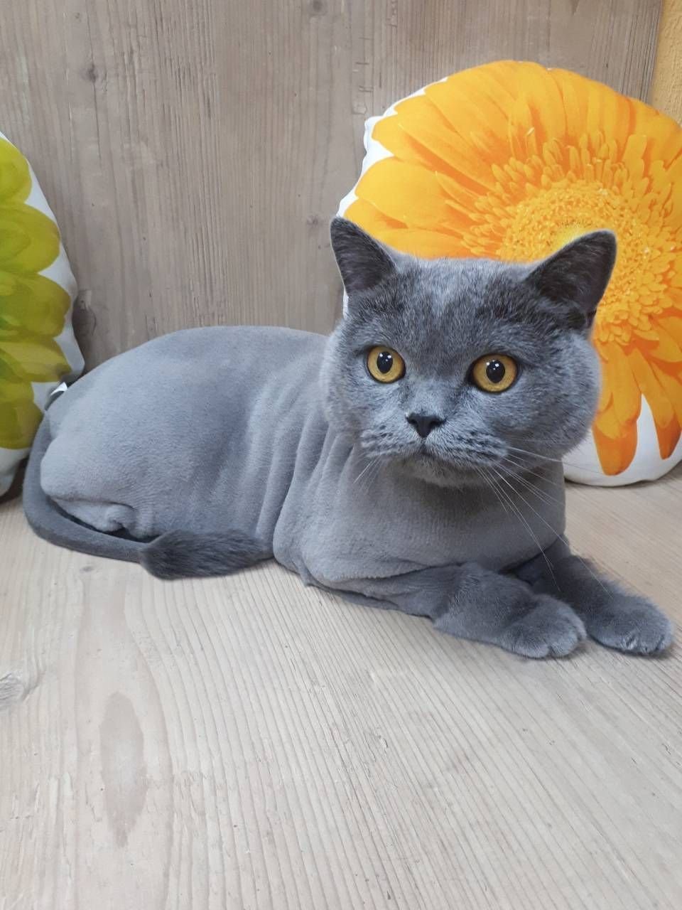 960x1280  Подстриженная британская кошка - 74 фото