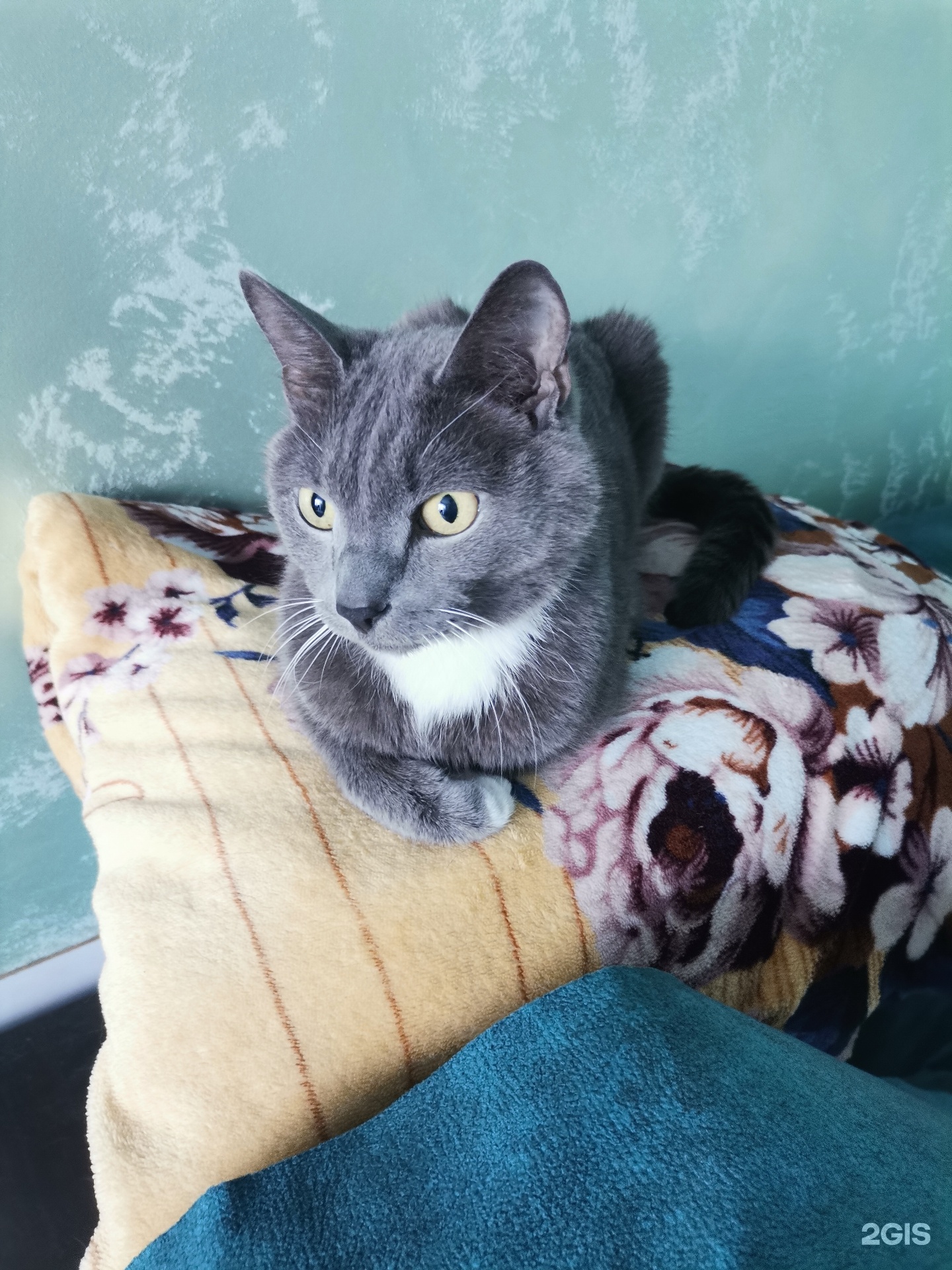 1440x1920  Ветеринарный диагностический центр, 1-й квартал, 8, Шелехов — 2ГИС