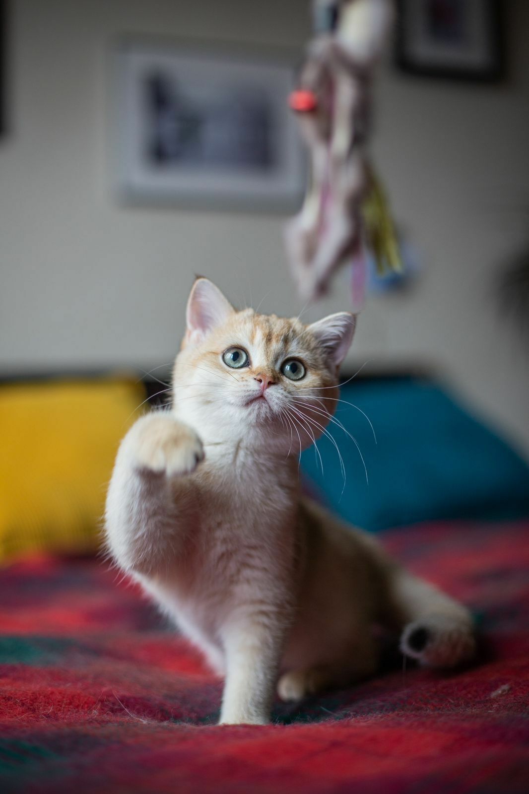 1066x1600  Lilya Bree | Британские котята редкого золотого окраса от самых  высококлассных производителей