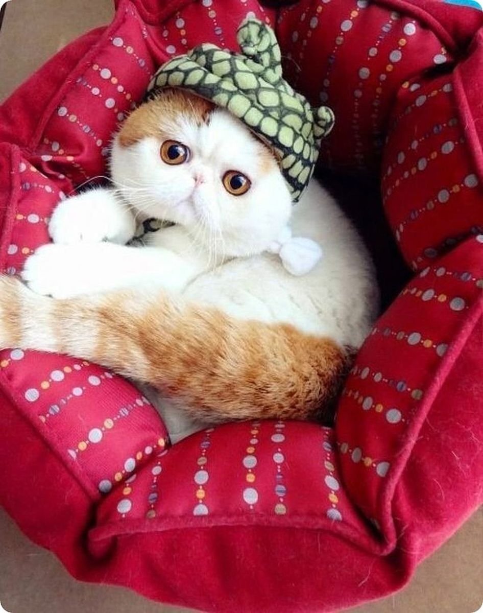 946x1200  Улыбки пушистых: самые смешные фото кошек, которые заставят вас смеяться до  слез | Все про кошек | Дзен