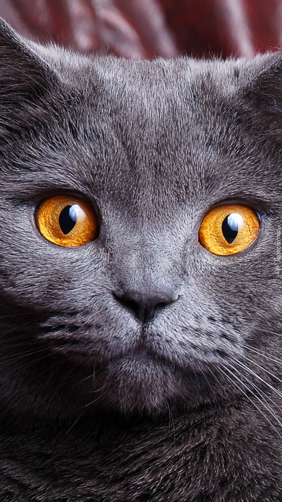 900x1600  Цвет глаз у британских кошек - 65 фото