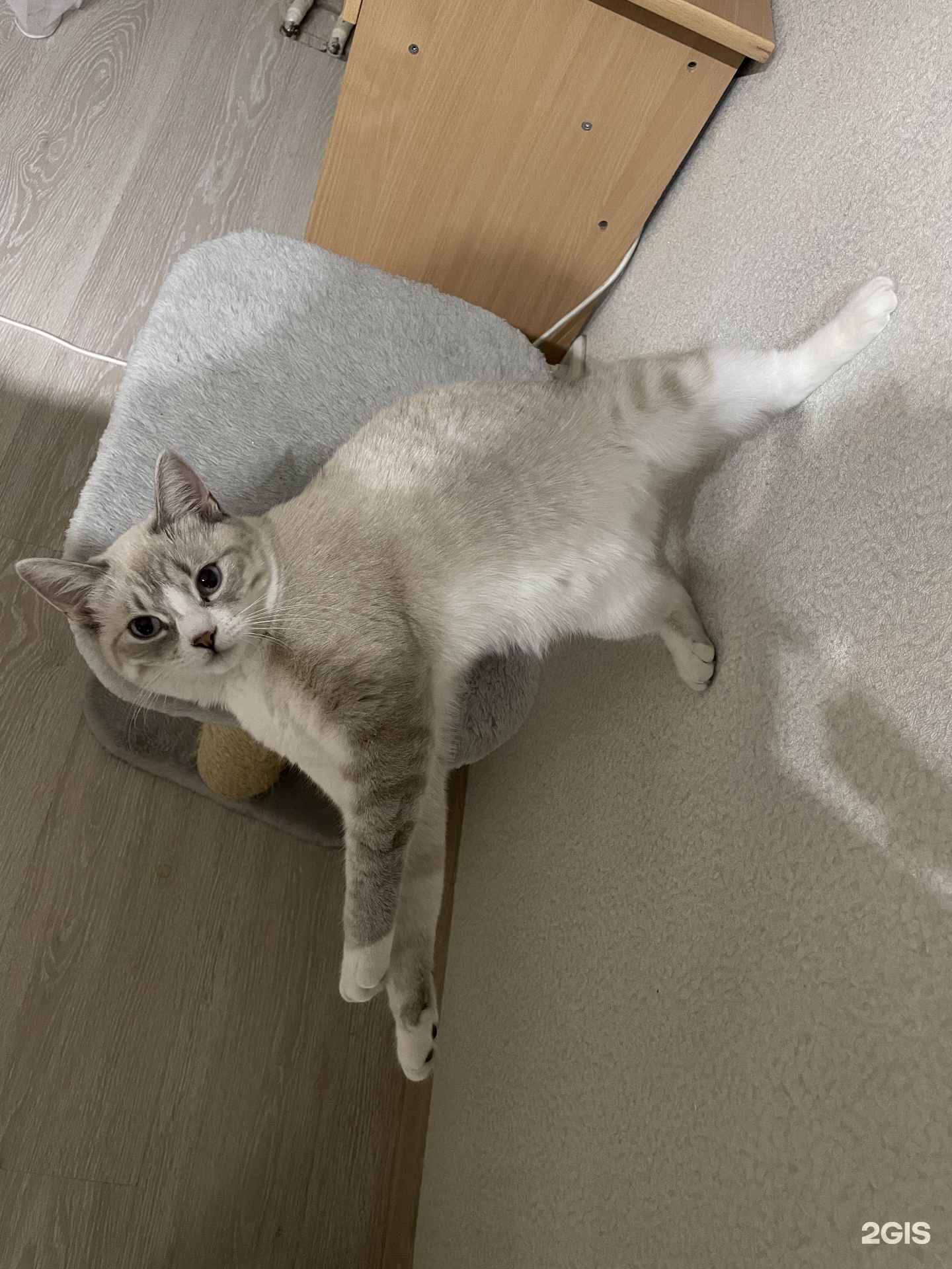 1440x1920  Ветеринарный диагностический центр, 1-й квартал, 8, Шелехов — 2ГИС