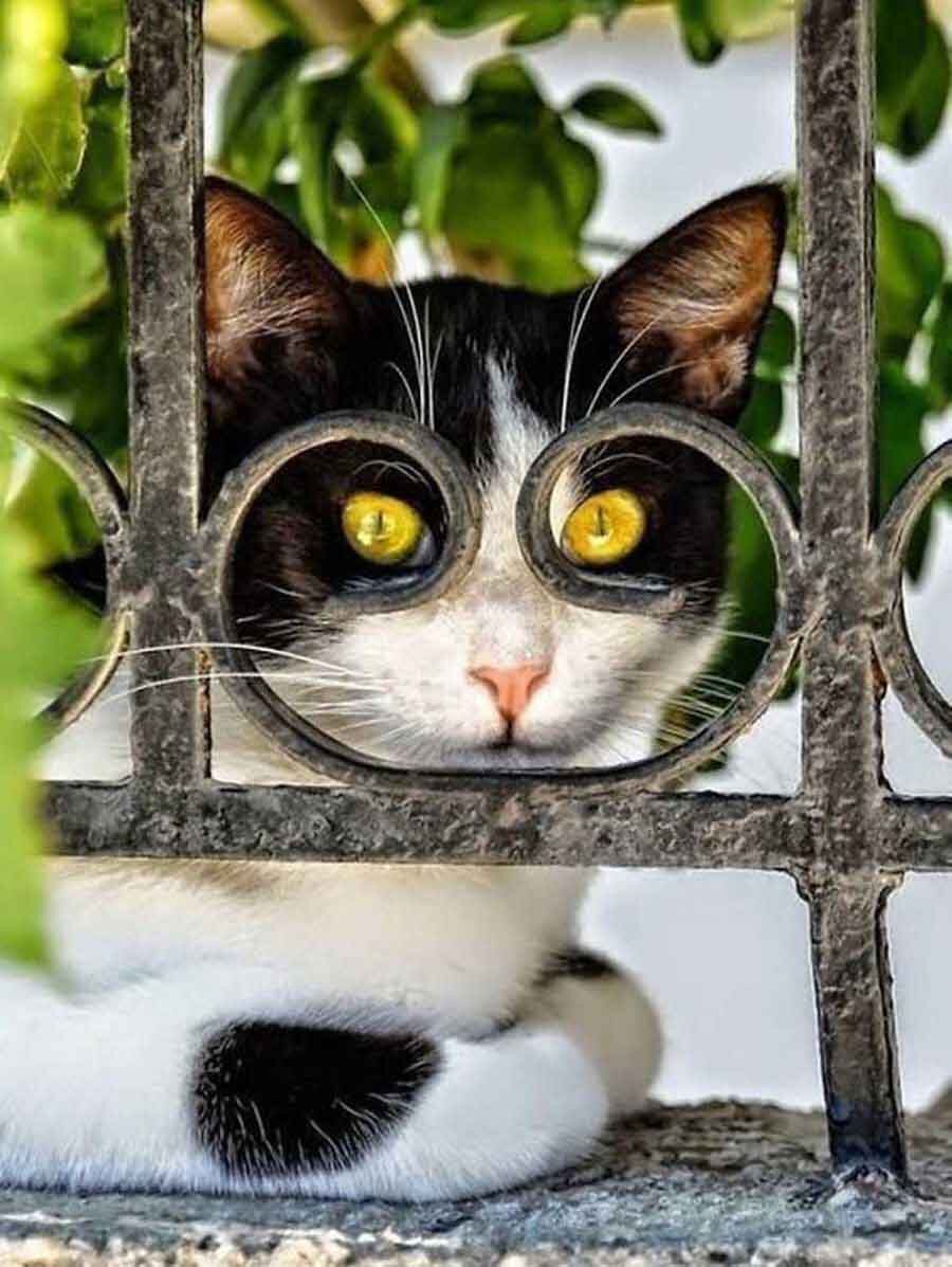 900x1197  Смешные фото кошек. Коты и кошки рассмешат каждого! 😹Интересная и  занимательная информация про кошек 🐈 | Все про кошек | Дзен