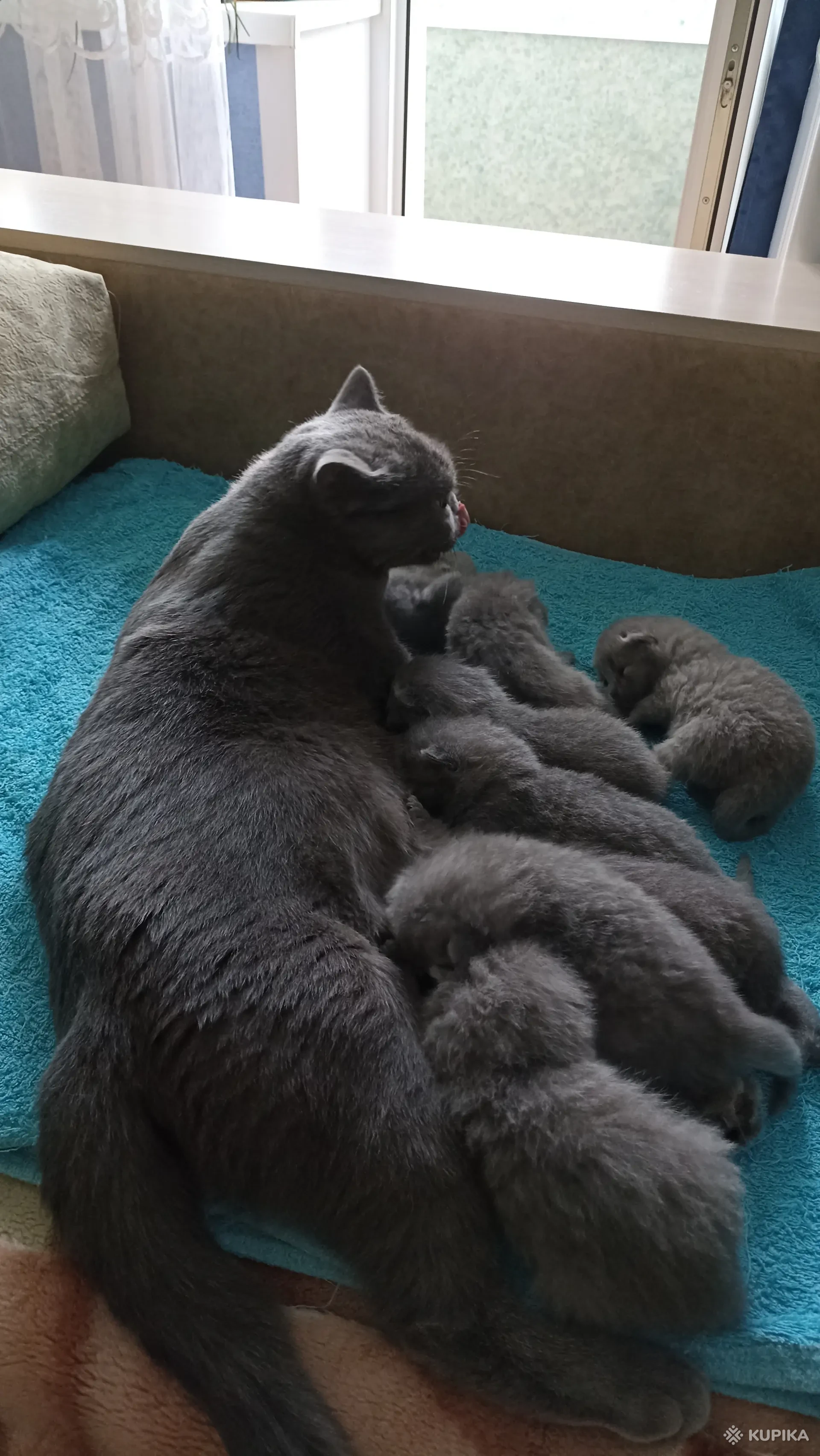 1920x3409  Британские котята, Могилев, Цена: 100 р., 68390