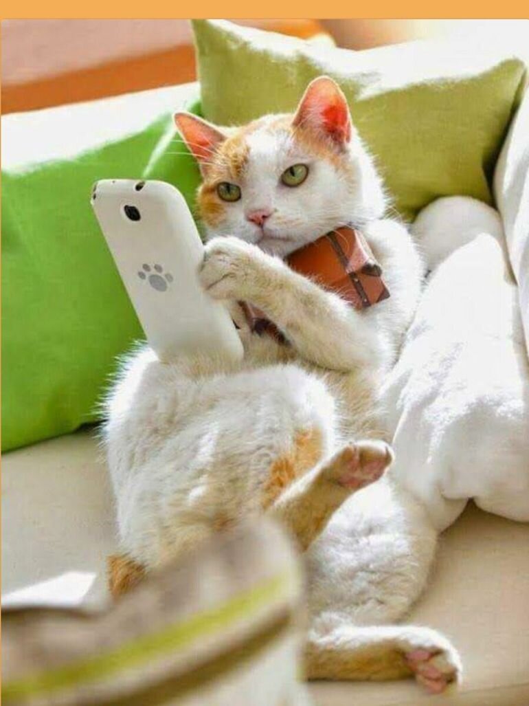 770x1027  Смешные фото кошек. Коты и кошки рассмешат каждого! 😹Интересная и  занимательная информация про кошек 🐈 | Все про кошек | Дзен