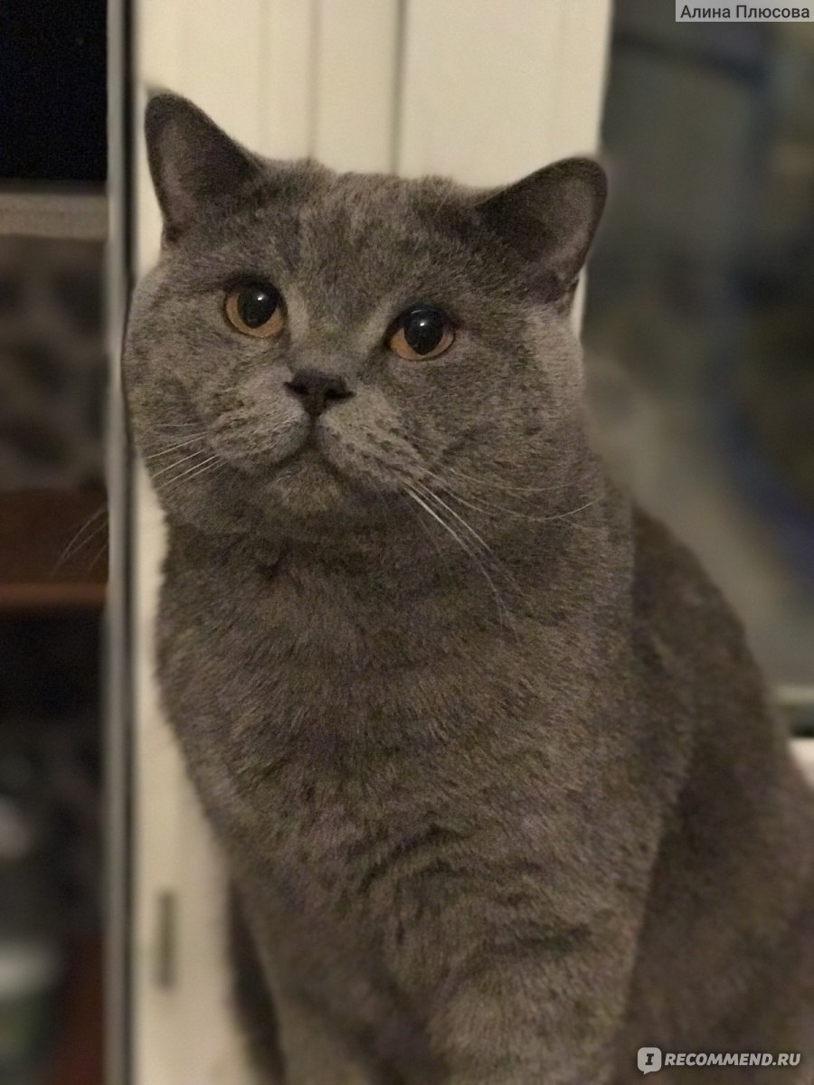 900x1200  Британская короткошерстная - «Мой 6 киллограмовый котенок. Отличие  британского кота и беспородного. Как ухаживать. Особенности британского  кота.» | отзывы