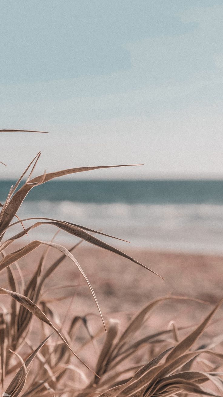 736x1308  Обои для телефона в HD качестве | Живописные пейзажи, Пейзажи, Фоновые  рисунки