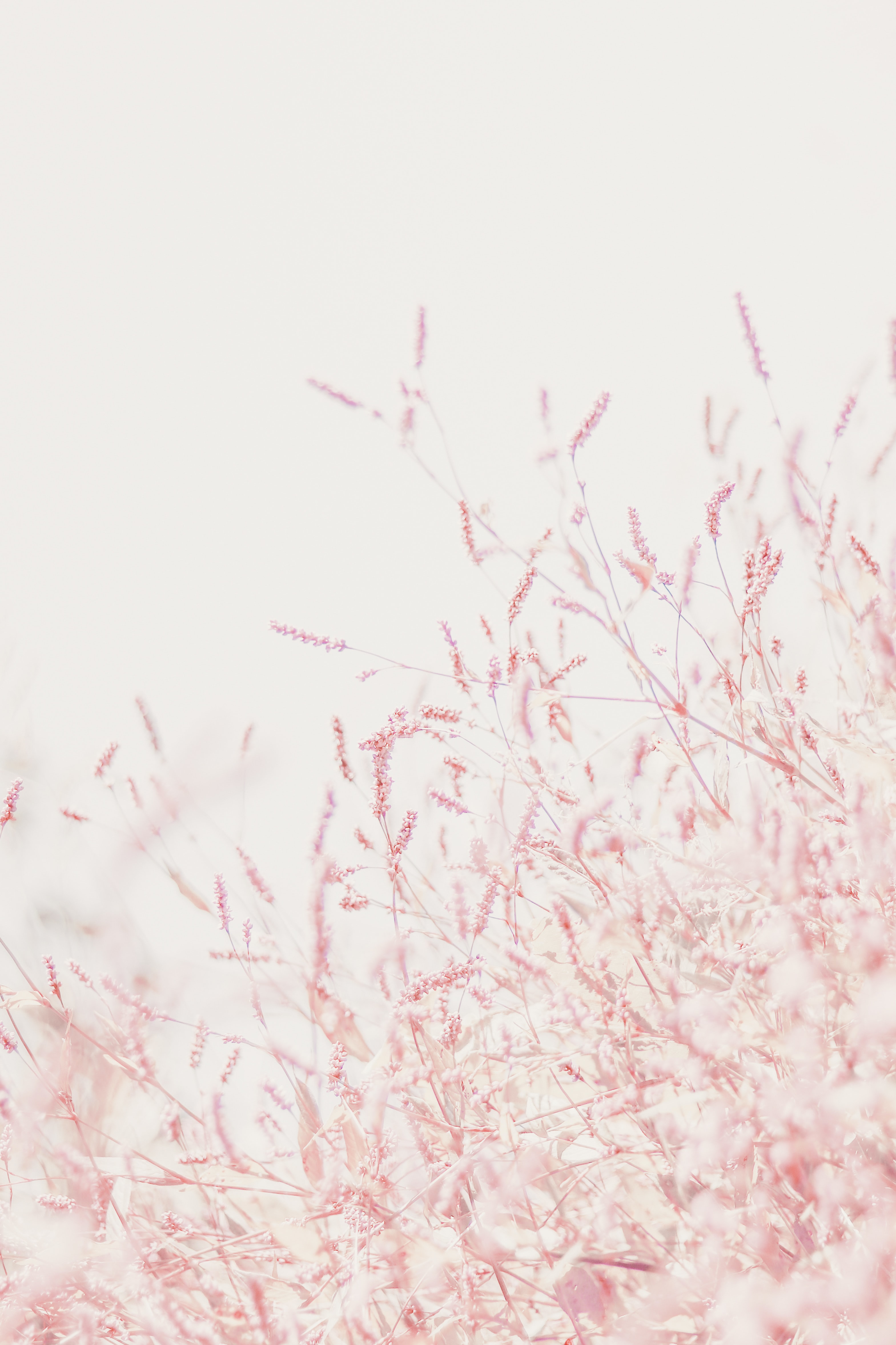 3138x4707  Пастельные Тона обои на телефон (29 фото)