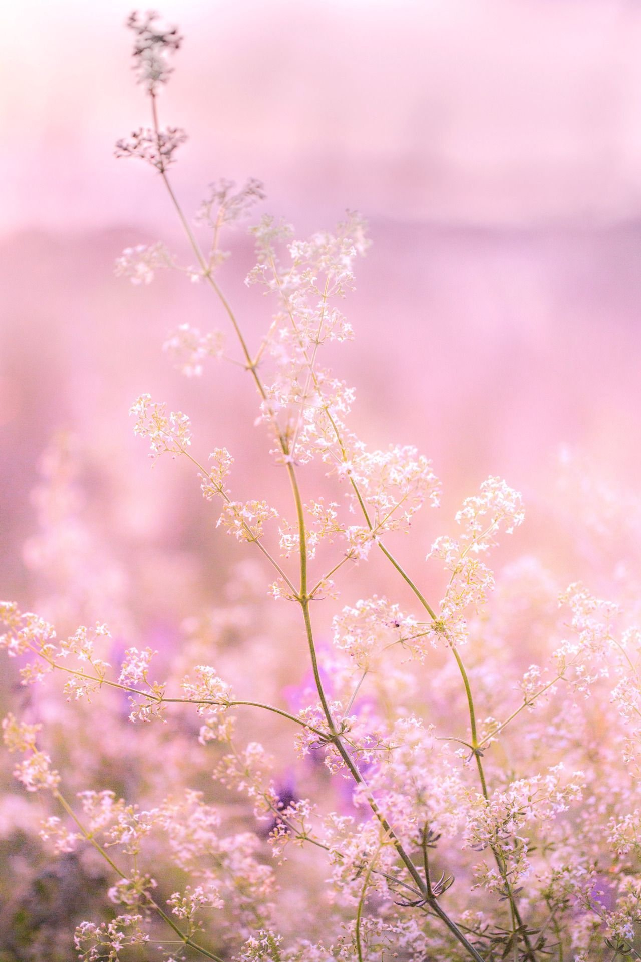 1280x1920  Нежный фон на телефон - 73 фото