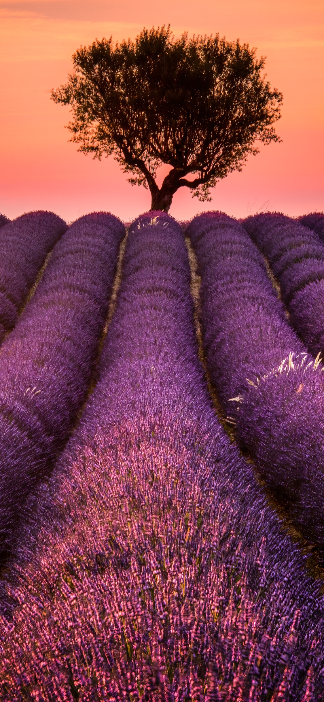 1125x2436  Скачать обои \"Прованс\" на телефон в высоком качестве, вертикальные картинки  \"Прованс\" бесплатно