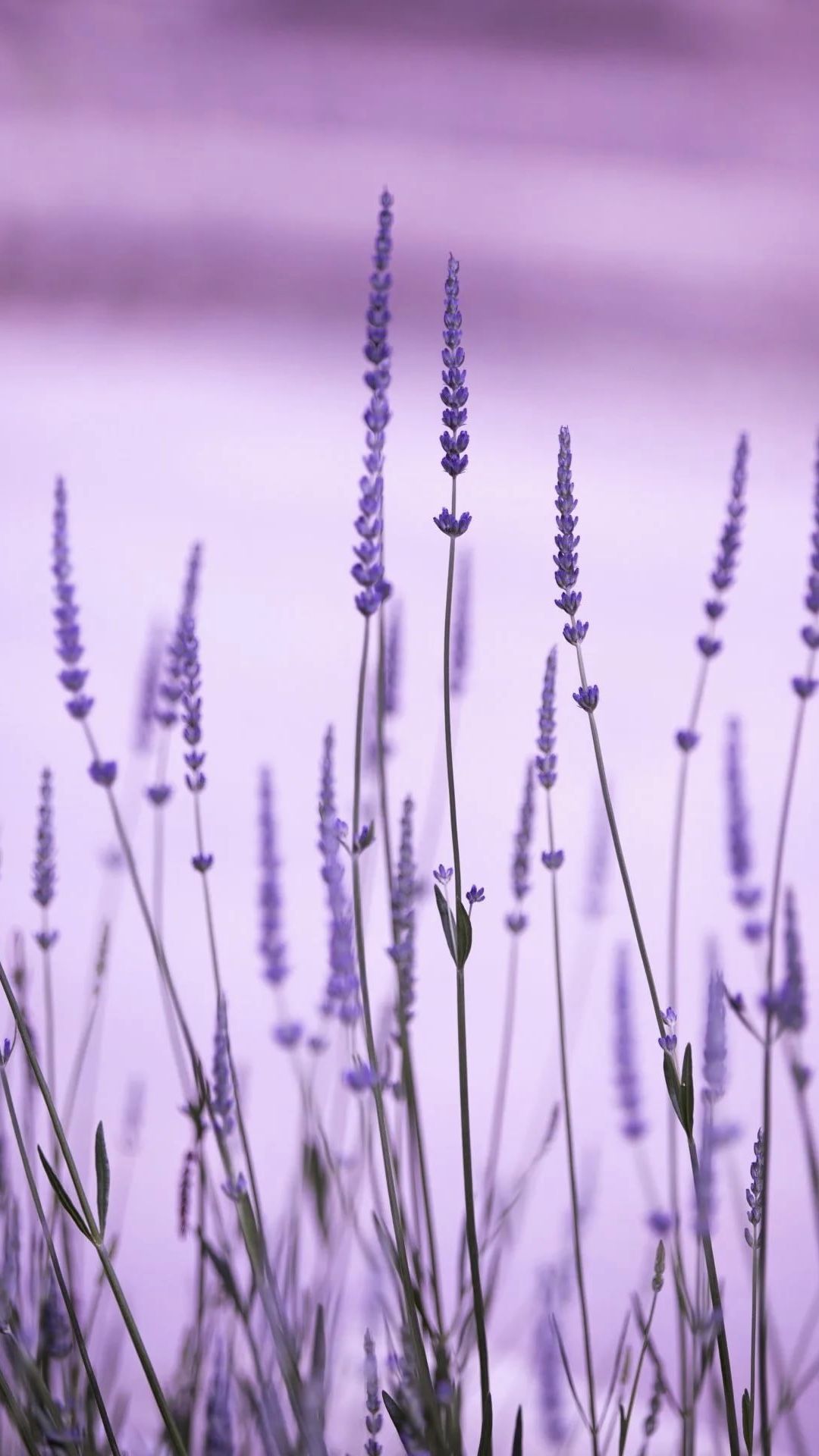 1080x1920  Лаванда (фон/обои) | Purple flowers wallpaper, Flower phone wallpaper,  Purple wallpaper