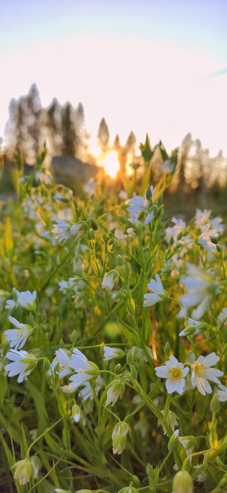 736x1594  Пин от пользователя Karina на доске обои на телефон | Летние фотографии  природы, Фотографии фонов, Летние фотографии