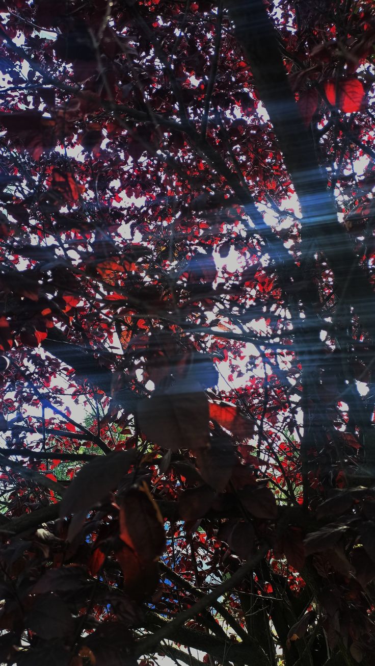 736x1306  wallpaper 185. in 2023 | Wallpaper