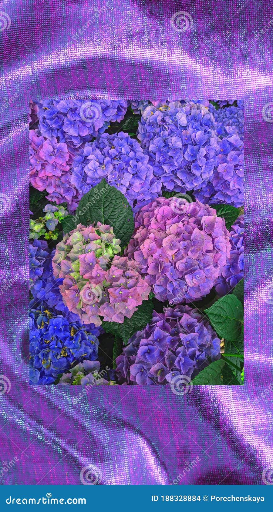 900x1690  Телефон обоев моды эстетический. Выпятив цветы расцветают фон. Флюиды весной,  летом Стоковое Фото - изображение насчитывающей аэробной, обои: 188328884