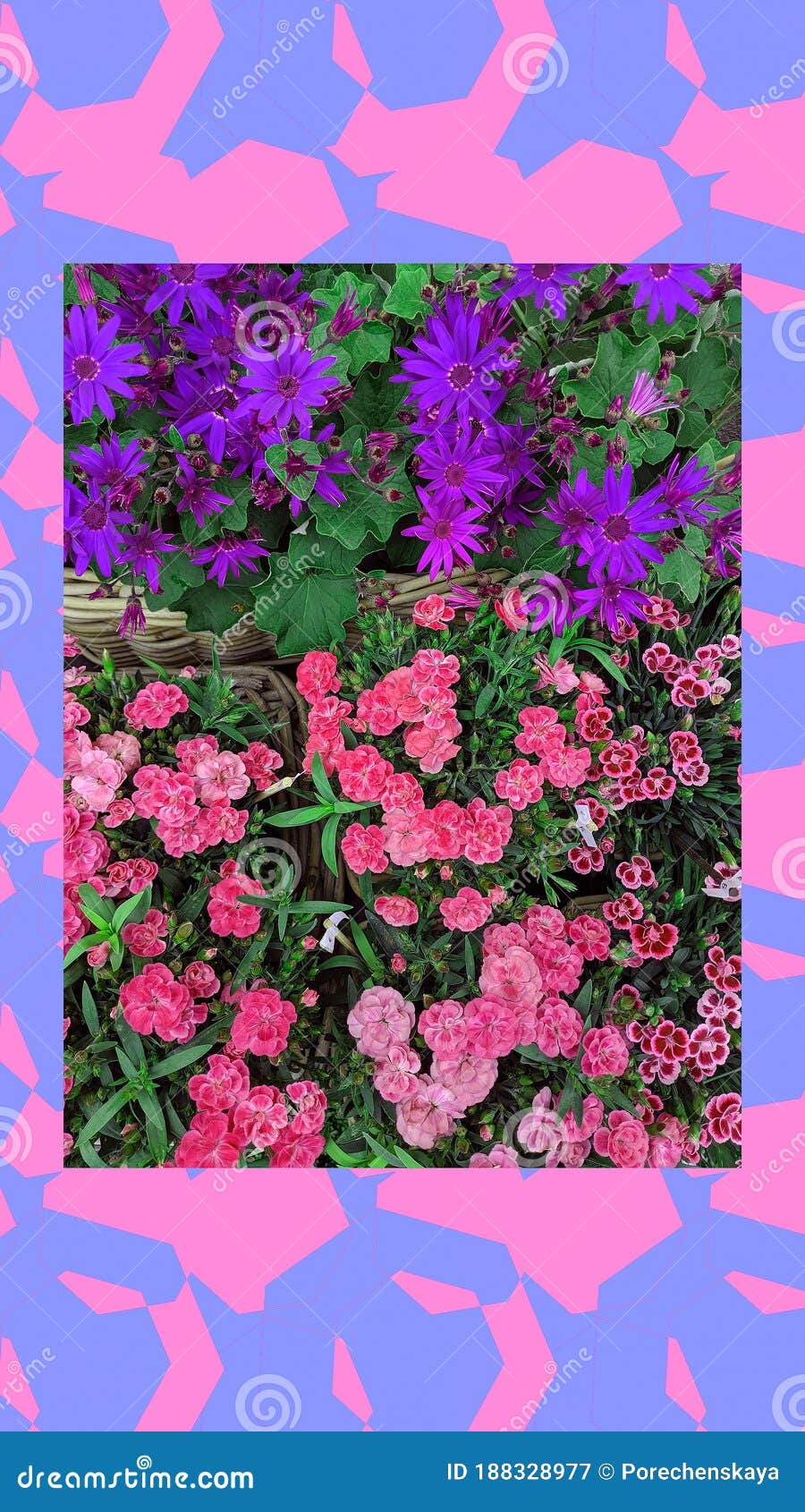 900x1690  Телефон обоев моды эстетический. Фон цветения полевых цветов. Флюиды лета  весны красивые Стоковое Изображение - изображение насчитывающей розы,  лилово: 188328977