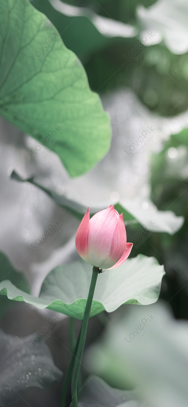 650x1407  Лето лотос мобильный телефон обои изображение_Фото номер 400243498_JPG  Формат изображения_ru.lovepik.com