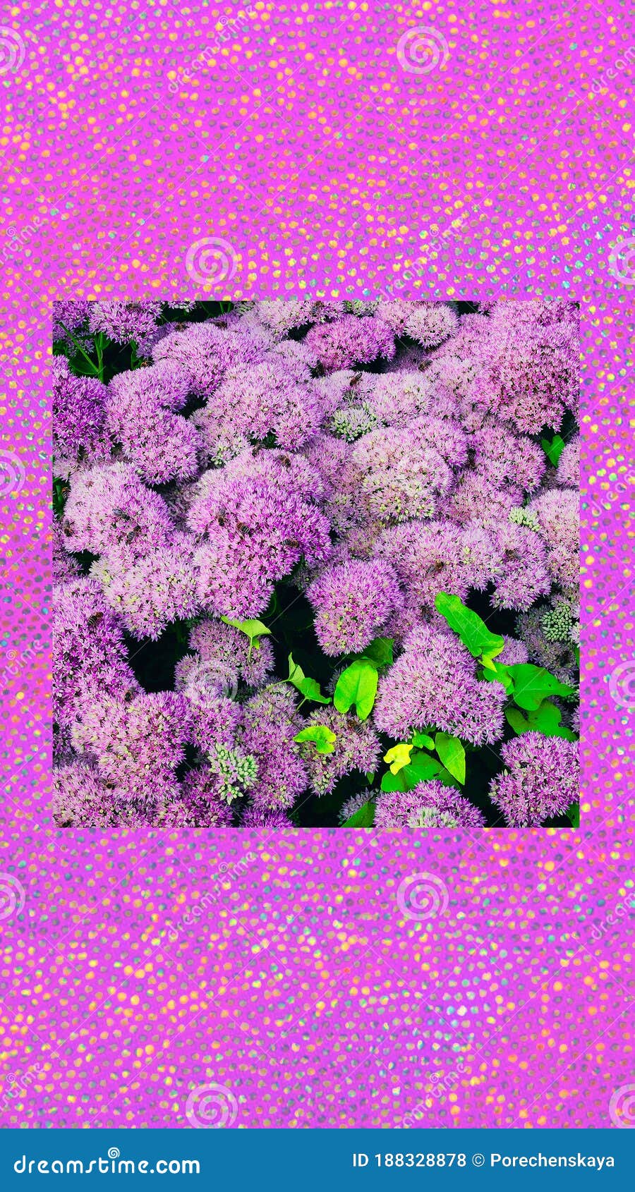 900x1690  Телефон обоев моды эстетический. Фиолетовые цветы расцветают фон. Флюиды  весной, летом Стоковое Фото - изображение насчитывающей валентайн,  цветасто: 188328878