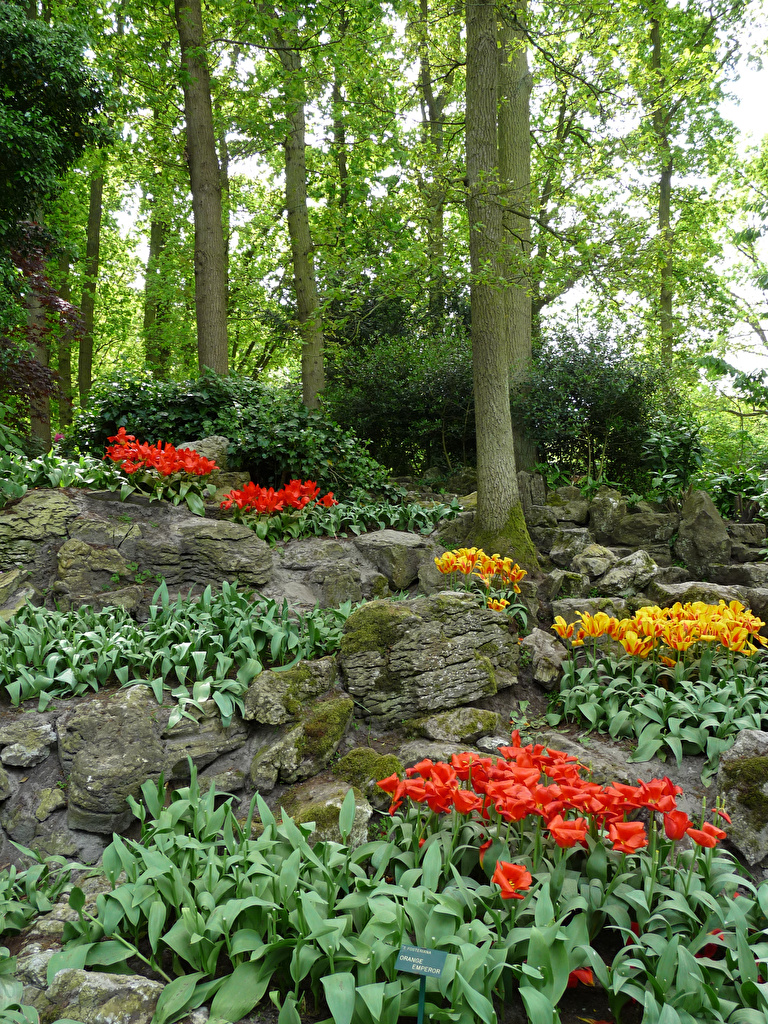 768x1024  Обои для рабочего стола голландия Keukenhof Весна Природа Тюльпаны