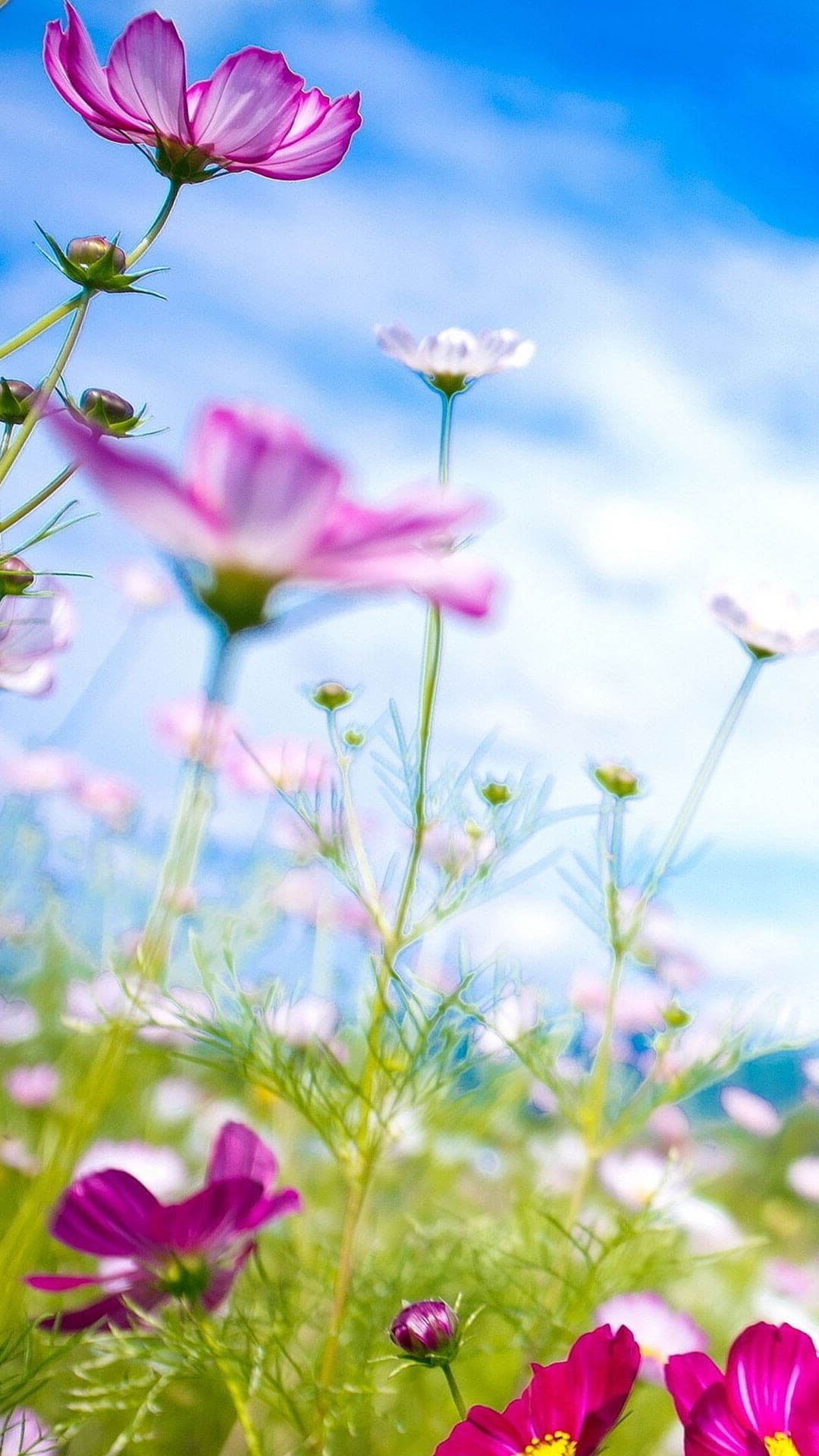 1080x1920  Весна Цветы Тюльпаны Телефон - Бесплатное фото на Pixabay - Pixabay