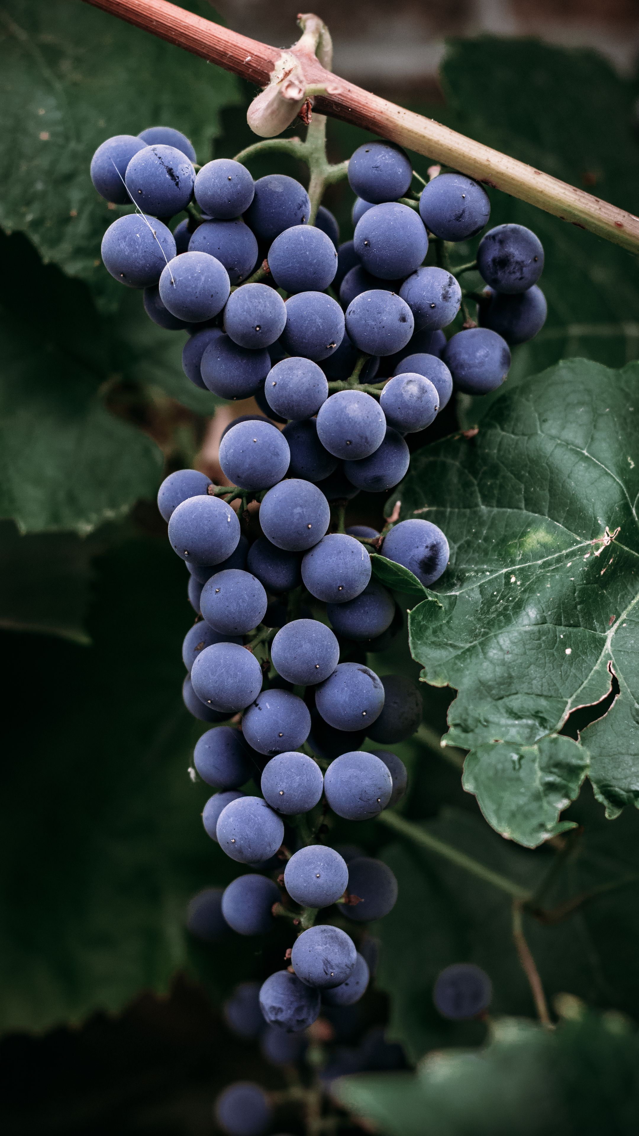 2160x3840  Скачать 2160x3840 виноград, гроздь, ягоды, макро обои, картинки samsung  galaxy s4, s5, note, sony xperia z, z1, z2, z3, htc one, lenovo vibe